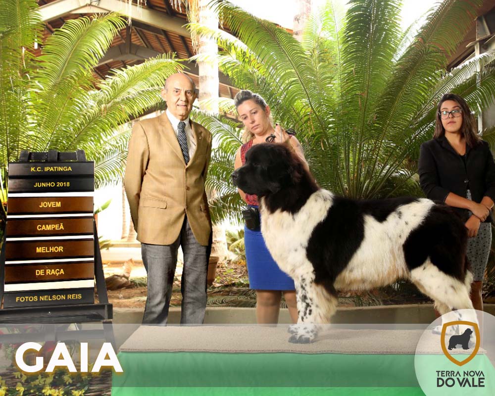 Gaia_Capa_campeoes